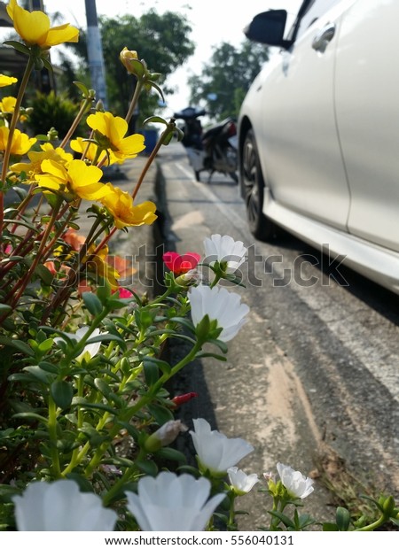 car and side work\
flower