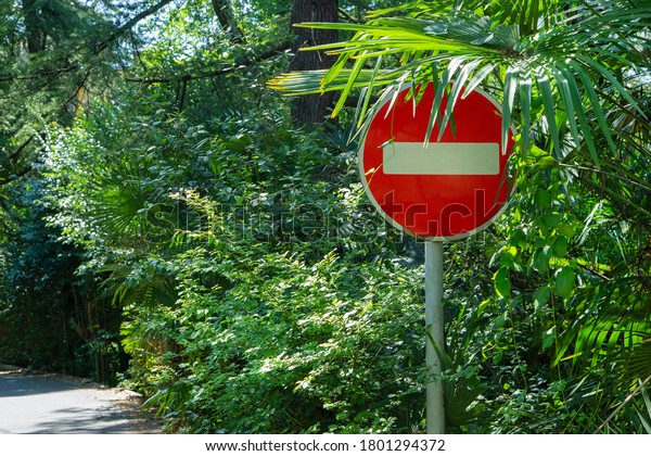 Car sign immersed in greenery of\
plants. Stop car sign in green forest. Road sign in the\
jungle.