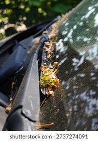 A car sits parked in a forest while leaves and dirt gather on the windshield. Sunlight filters through the trees above, creating shadows on the glass surface.