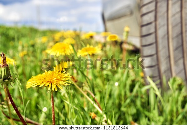 Car standing on the roadside\
overgrown by blossoming dandelions                            \
