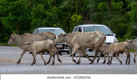 The car stopped waiting for a cow to cross the road.