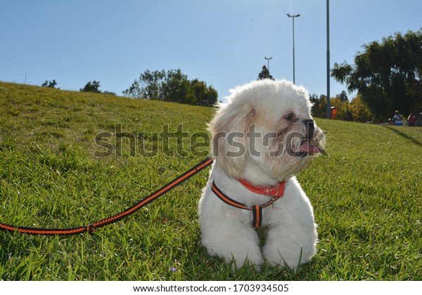 car summer dog\
day sunday flower moment\
good