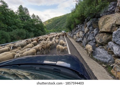 Car Surrounded By Herd Of Sheep Blocking Road