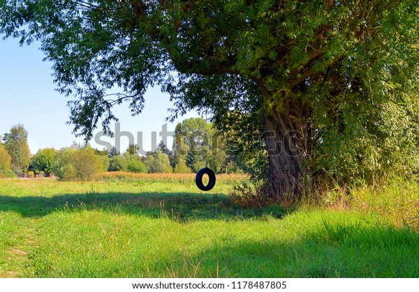 Car tire swing on\
a tree in a green meadow