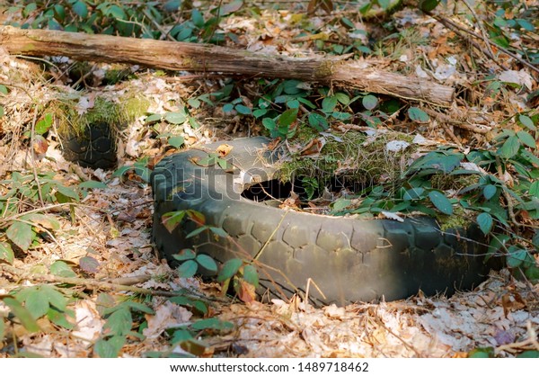 car\
tires in the forest, pollution of nature by car\
tires