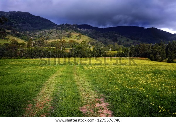 Car\
tracks through hunter valley fields blooming in yellow flowers\
behind hills rise up to meet an angry stormy\
sky
