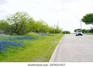 Car travel along local street with blooming bluebonnet at springtime in Irving, Texas, fields of engaging wildflower mix blend, environmental planning and management of urban natural landscape. USA - Powered by Shutterstock