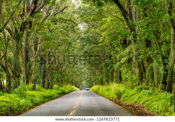 A car in the Tree\
Tunnel, a beautiful canopy of Eucalyptus trees line Maliuhi Road\
and shades the first mile of highway 520 and creates a natural\
gateway to Kauai\'s South\
shore.