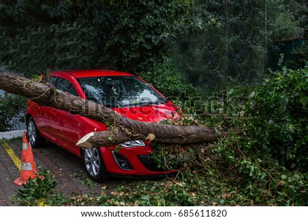Car under fallen tree.