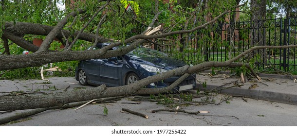 Car Under A Fallen Tree After A Storm