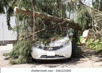 Car under fallen tree. tree fall down on car during hurricane. Insurance problem, bad luck, car parking concept.tree on a car after hurricane damaged .vehicle damaged by fallen tree during storm.