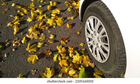 Car wheel on road. Yellow fallen maple leaves on asphalt. Golden autumn street. Travelling. Driving. Automobile hubcap. Protection auto. Fall season. Vehicle tire. Free parking. Autumnal day. Scene.