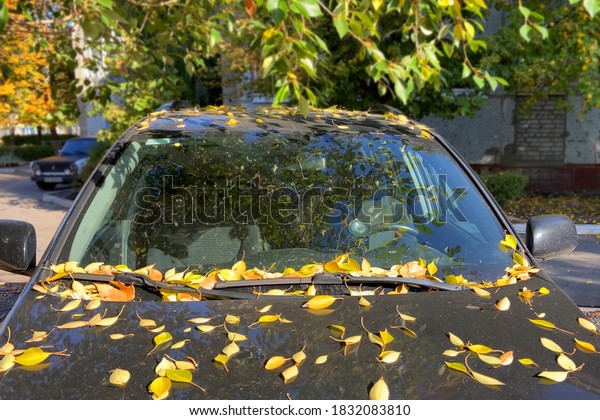 Car Wiper With Autumn Leaves closeup, trasportaion and\
autumn mood 