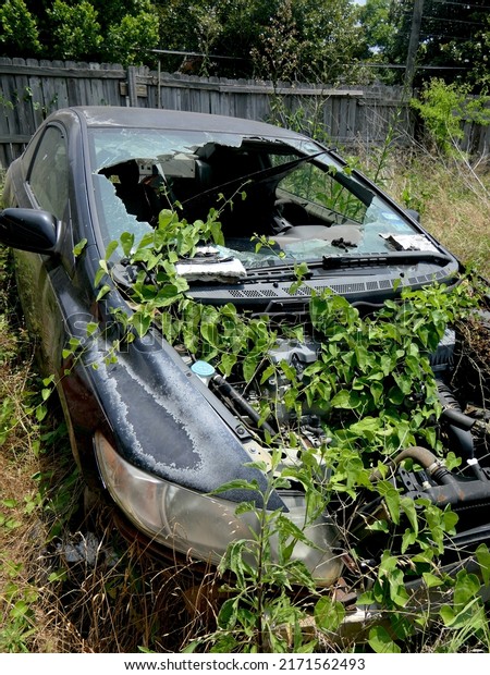 car wrecks in a\
garden