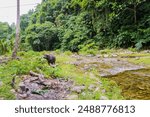 Carabao is at the side of a stream in the  mountainous area of Puerto Galera, Philippines during April