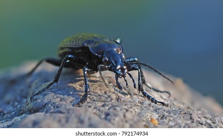 Carabidae In The Forest