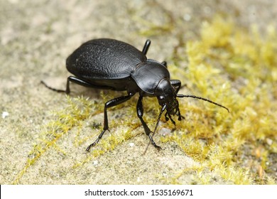 Carabus coriaceus beetle in forest