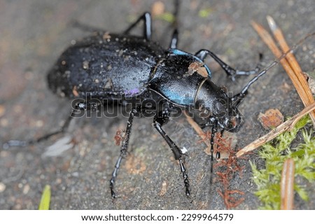 Carabus violaceus, sometimes called the violet ground beetle, or the rain beetle is a predator that hunts after dark.