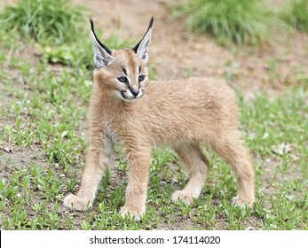 Caracal (Caracal Caracal)