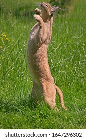 Caracal, Caracal Caracal, Adult Hunting Bird, Standing On Hind Legs  