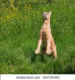 Caracal, Caracal Caracal, Adult Hunting Bird, Standing On Hind Legs 