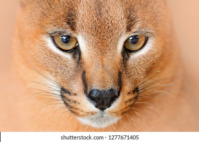 south african lynx