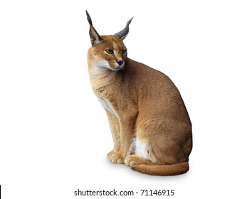 Caracal African Wild Cat . Isolated On White