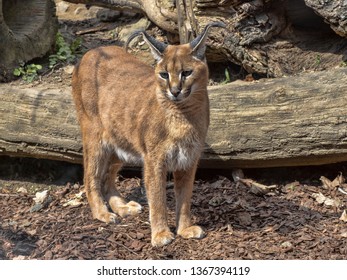 Caracal Caracal Caracal Can Jump Great Stock Photo (Edit Now) 1367394119