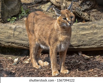 Caracal, Caracal Caracal, Can Jump To A Great Height