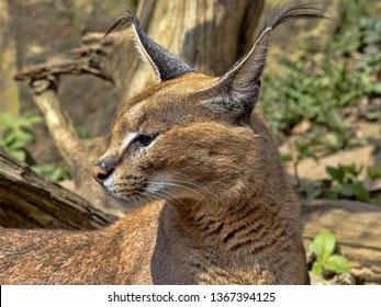 Caracal, Caracal Caracal, Can Jump To A Great Height