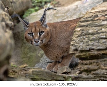 Caracal, Caracal Caracal, Can Jump To A Great Height