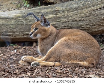 Caracal, Can Jump To A Great Height