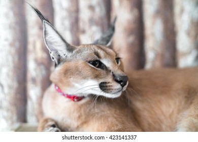 Caracal Cat
