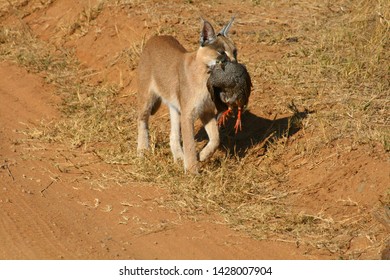 Caracal Cat With A Bird It Has Managed To Catch 