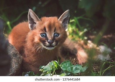 183 Caracal cub Images, Stock Photos & Vectors | Shutterstock