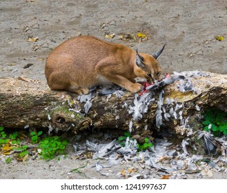 Caracal A Desert Lynx Eating Its Hunted Bird Prey On A Tree Trunk With Feathers All Over The Place, A Wildlife Portrait Of A Big Wild Cat