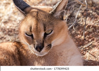 Caracal Of Desert Lynx From Namibia