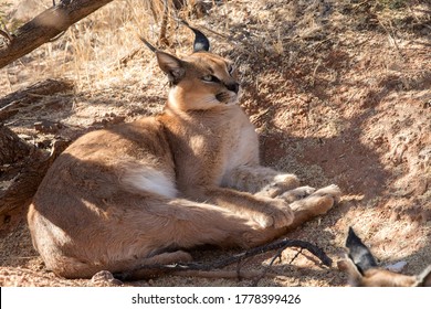 Caracal Of Desert Lynx From Namibia