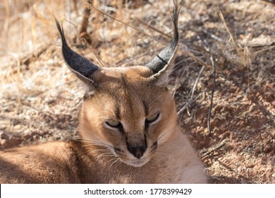 Caracal Or Desert Lynx From Namibia