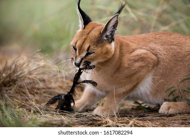 CARACAL Caracal Caracal  Eating Bird