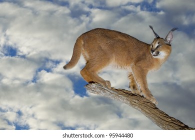 Caracal (Felis Caracal) On A Dead Log, South Africa