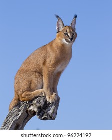 Caracal (Felis Caracal) On A Dead Log, South Africa