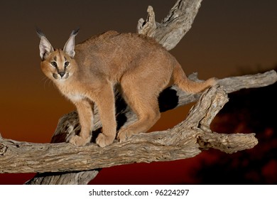 Caracal (Felis Caracal) On A Dead Log At Sunset, South Africa