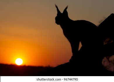 Caracal (Felis Caracal) At Sunset, South Africa