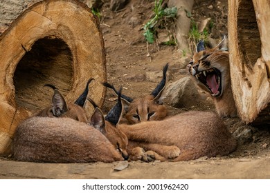 Caracal Female Roars For Three Cubs