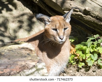 Caracal, Caracal Caracal, Hunt Birds In The Air