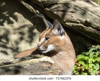 Caracal, Caracal Caracal, Hunt Birds In The Air