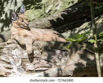 Caracal, Caracal Caracal, Hunt Birds In The Air