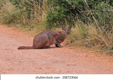 Caracal Hunting 