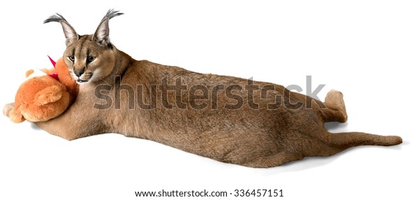 caracal plush